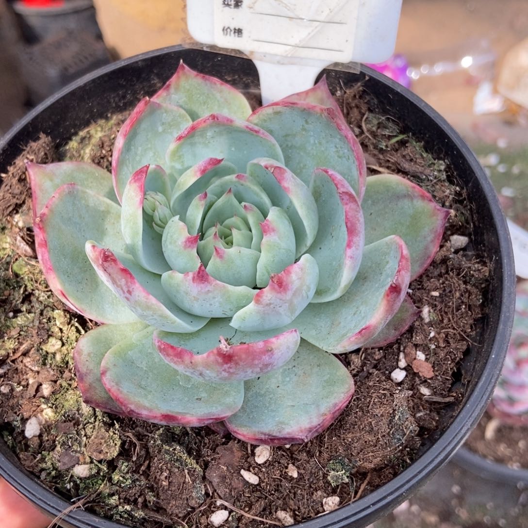 惊鸿一瞥878号多肉