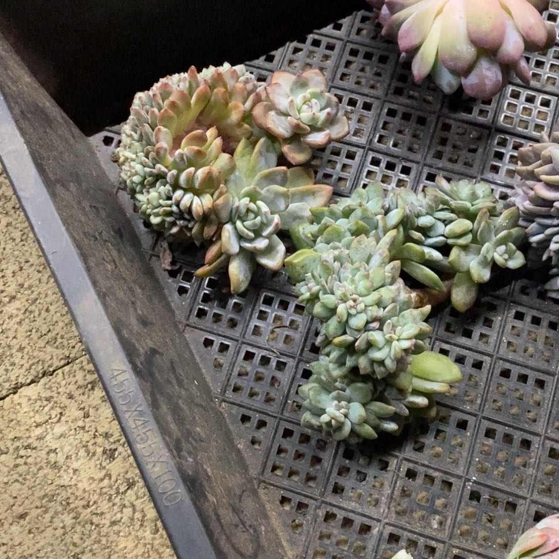 星***醒小虎多肉一物一拍星影