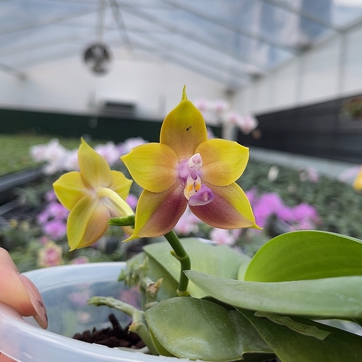 当前无花栽培后可以开花mcl188 719