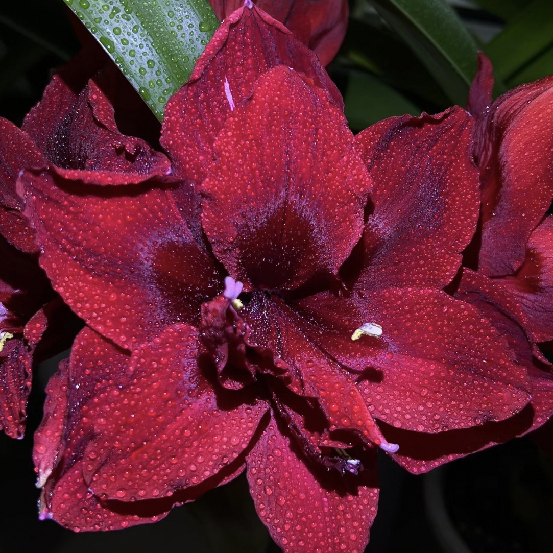 迪卡女王重瓣大花朱顶红自然种球好养易活懒人花卉盆栽地栽