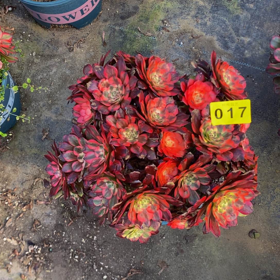 成****?多肉0000170烟花