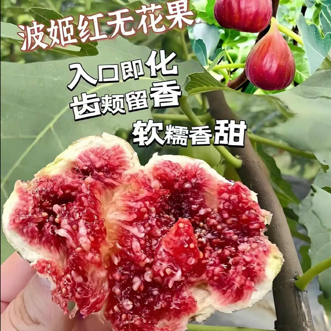 【原盆原土】盲盒 特大无花果树苗盆栽矮化结果快无花果苗易活果苗