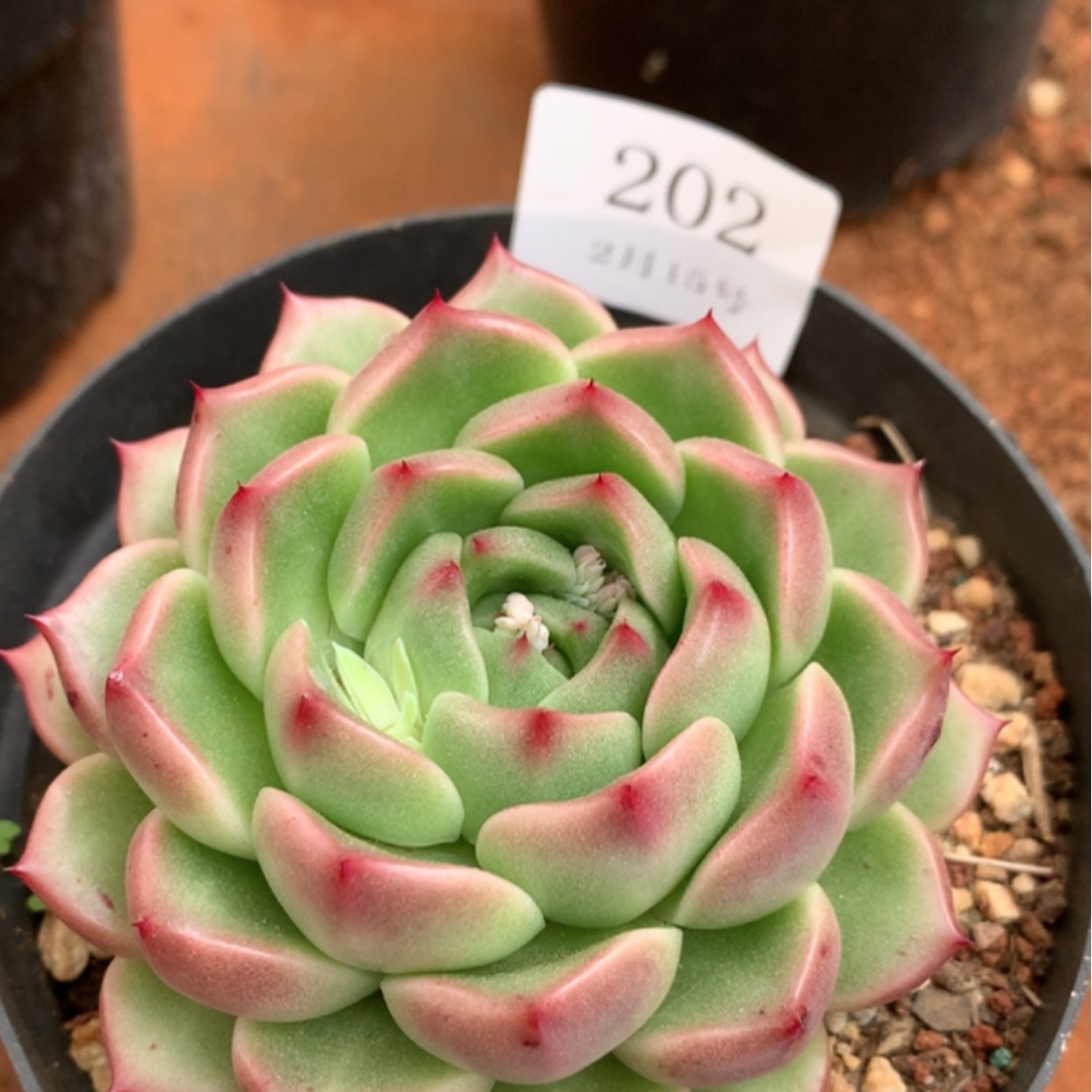 【闪购商品】云202