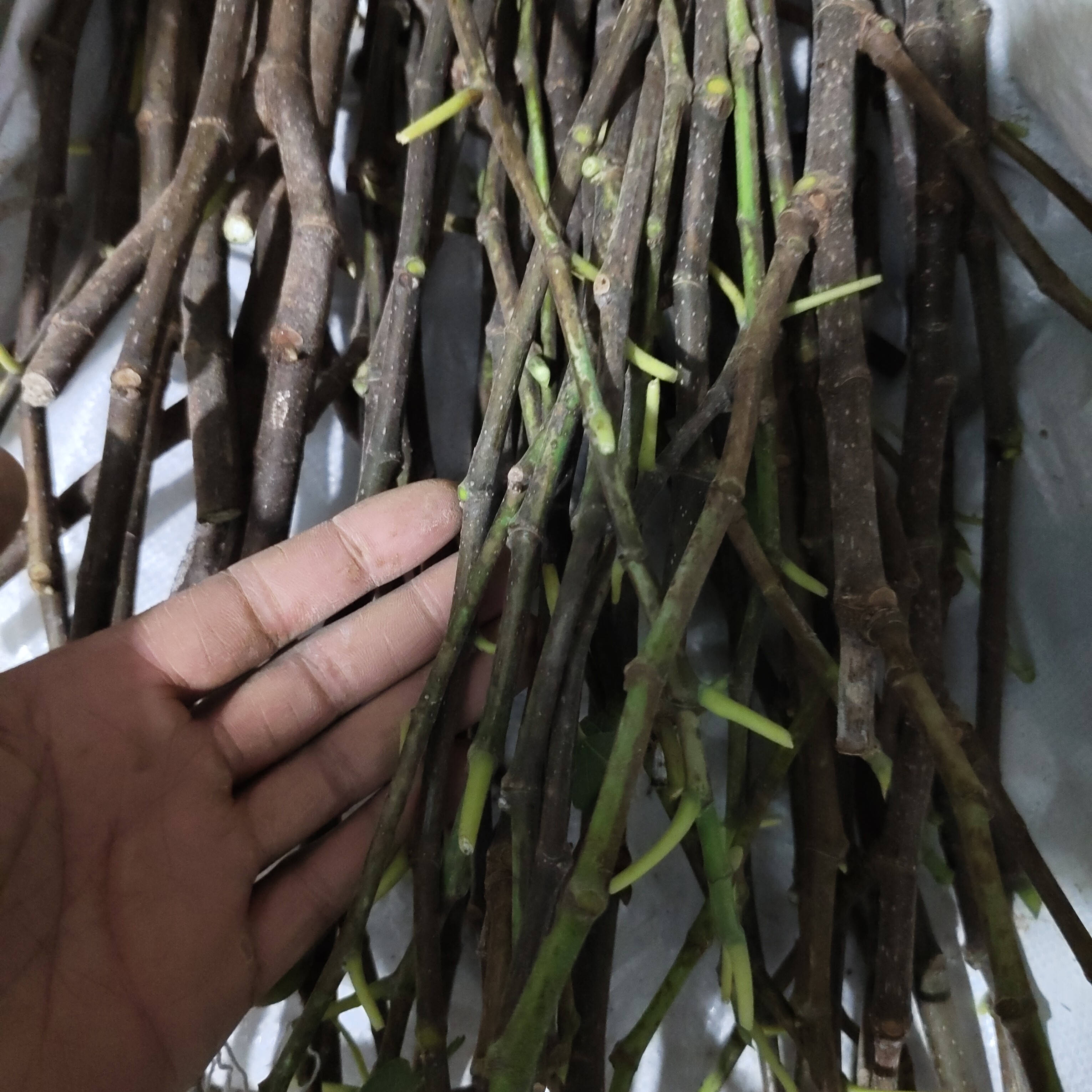 奥林匹亚无花果，嫁接枝条，，一根两芽，芽点不饱满。注意只能嫁接