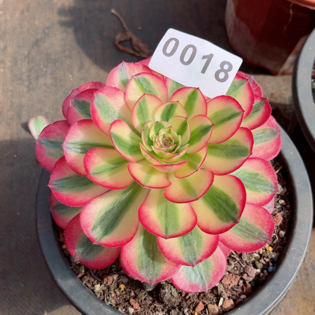 倾城多肉发货发货