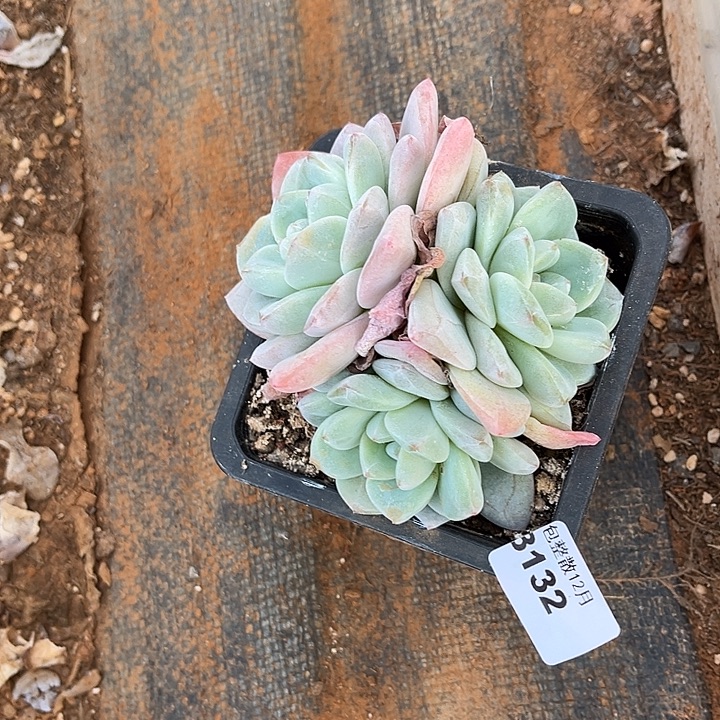 阿雅园艺。      3132