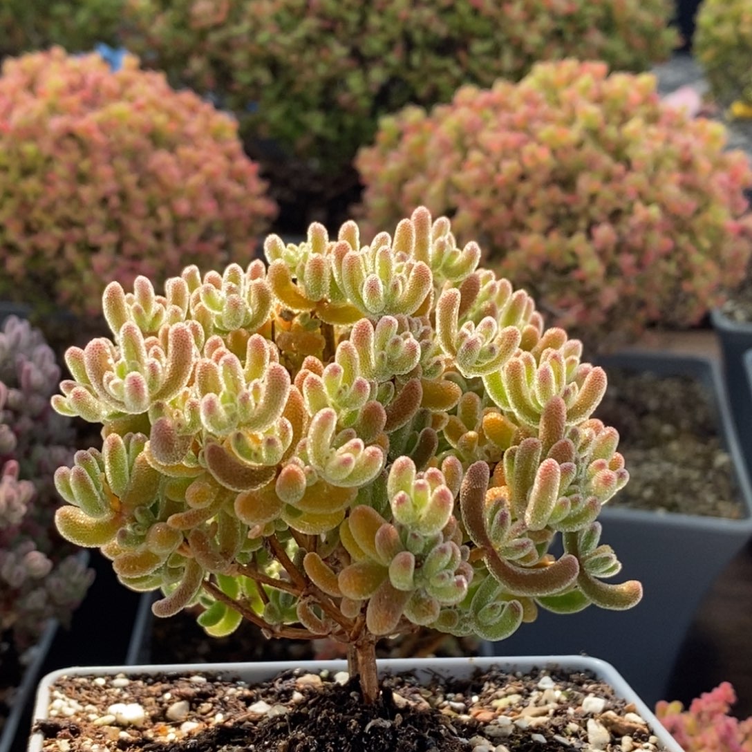 冰橙3301枝干番杏