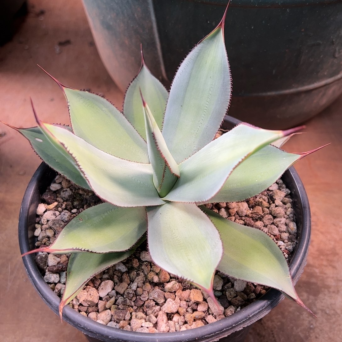 无花朵多肉植物白狐浅中