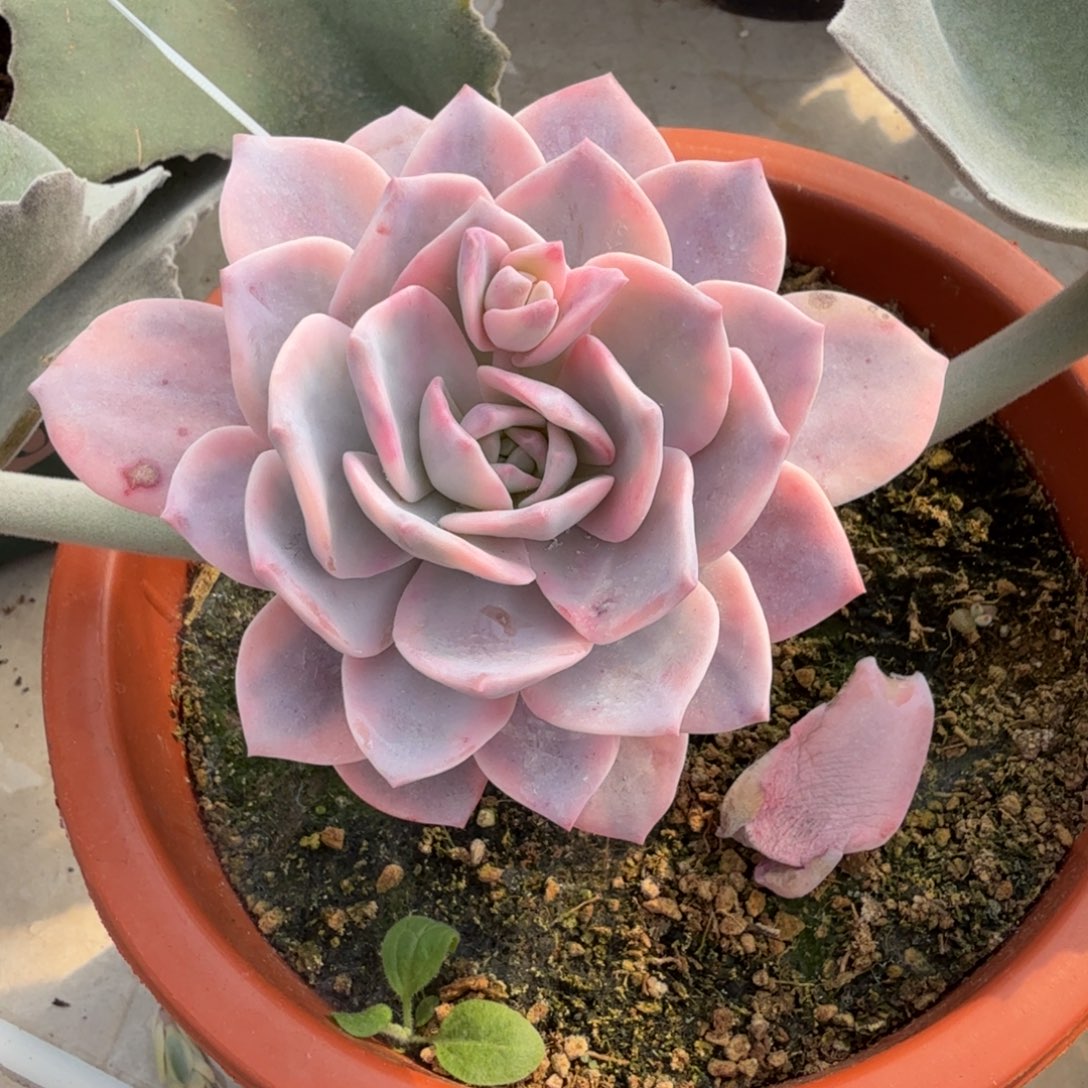 奶茶 安吉园艺锦锦