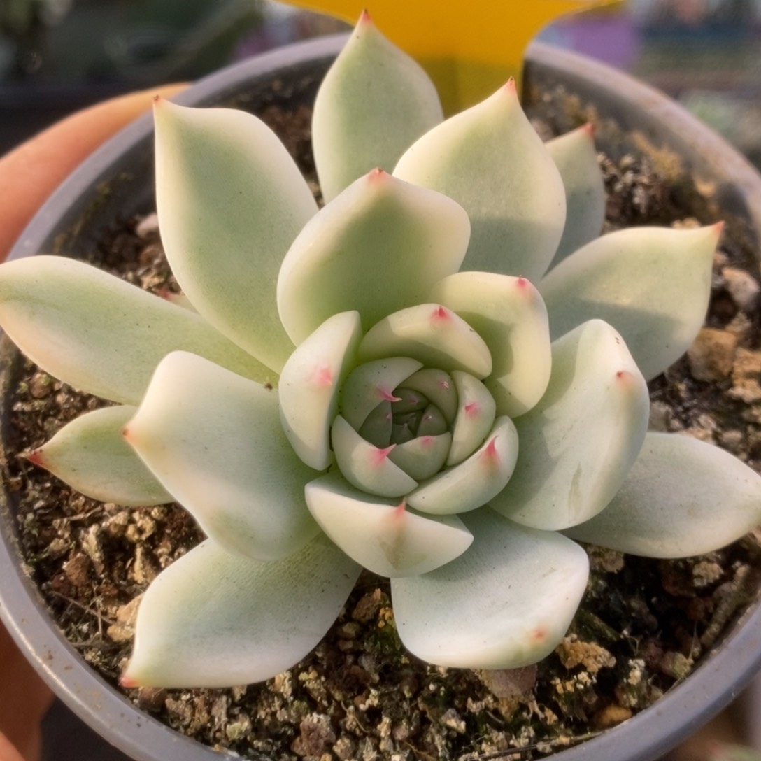 365锦锦锦锦锦锦锦