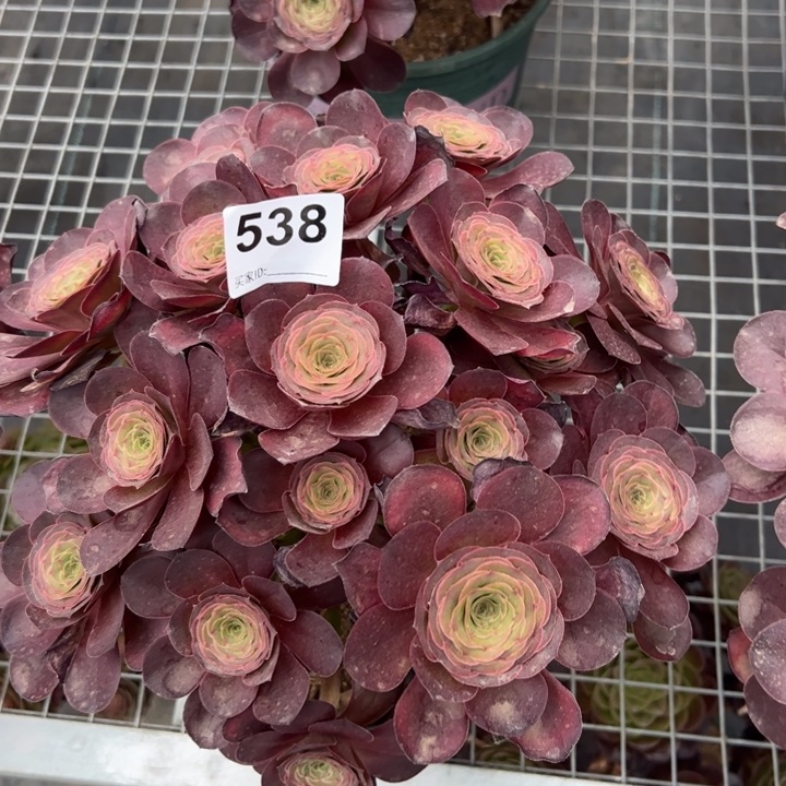 538魅金玫瑰朵朵28厘米左右嫩庄