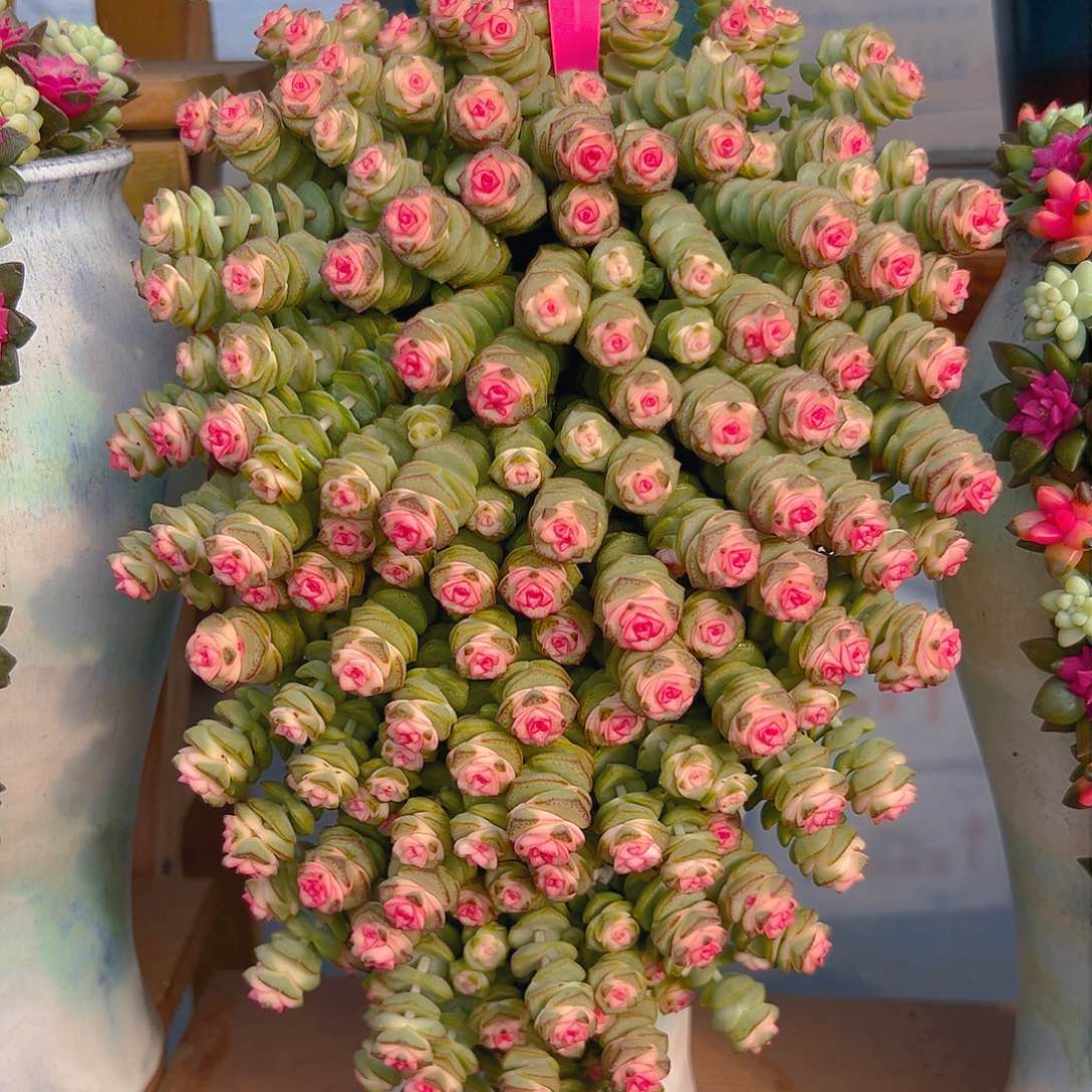 004钱串多肉组合