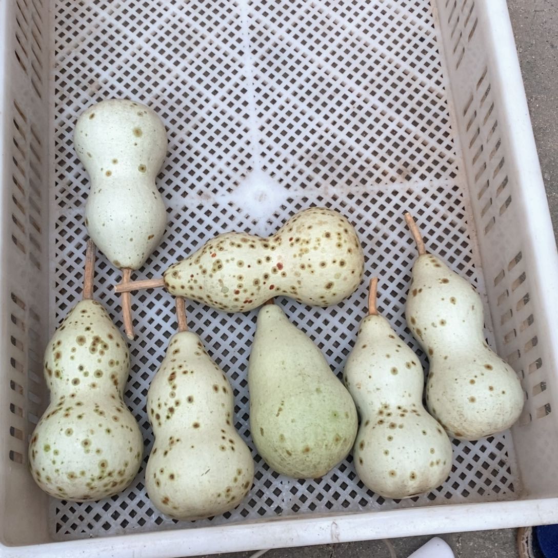 年**4文玩葫芦青皮葫芦