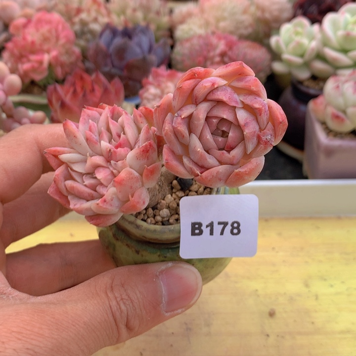 一物一拍满38包邮A178