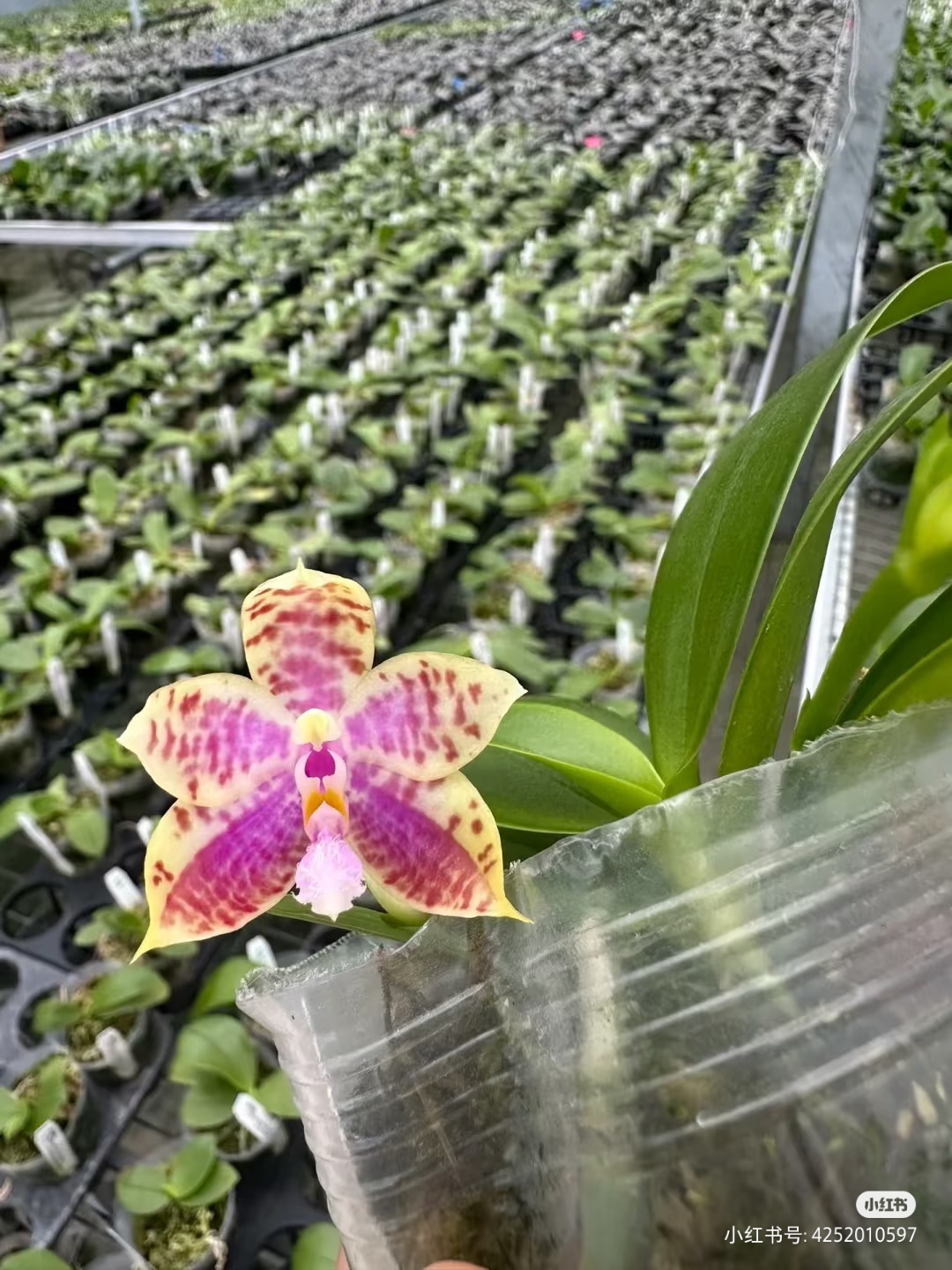 白盾交红路德 2.8寸杯根系一般 苗