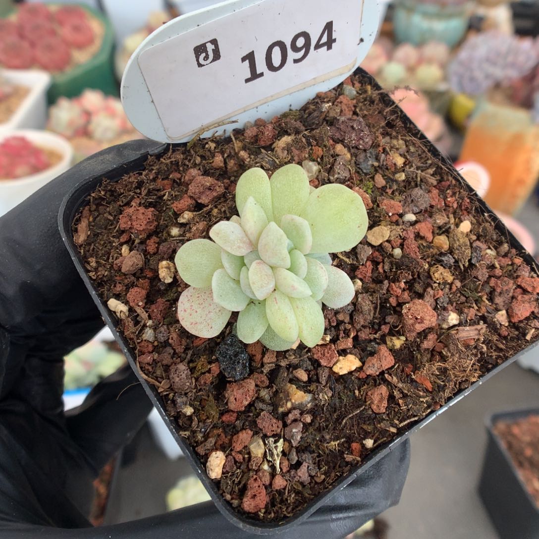 1094 冰玉石化朵朵缀