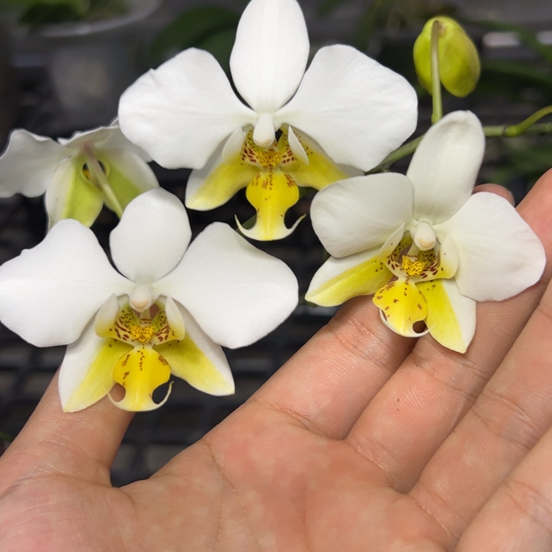 完全开放l517三寸ys1189