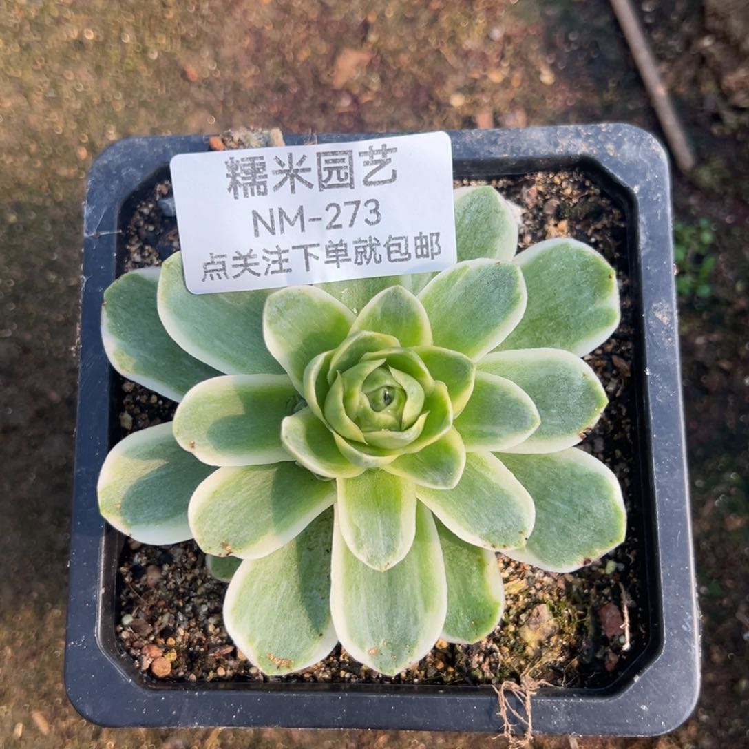 春晓多肉植物273