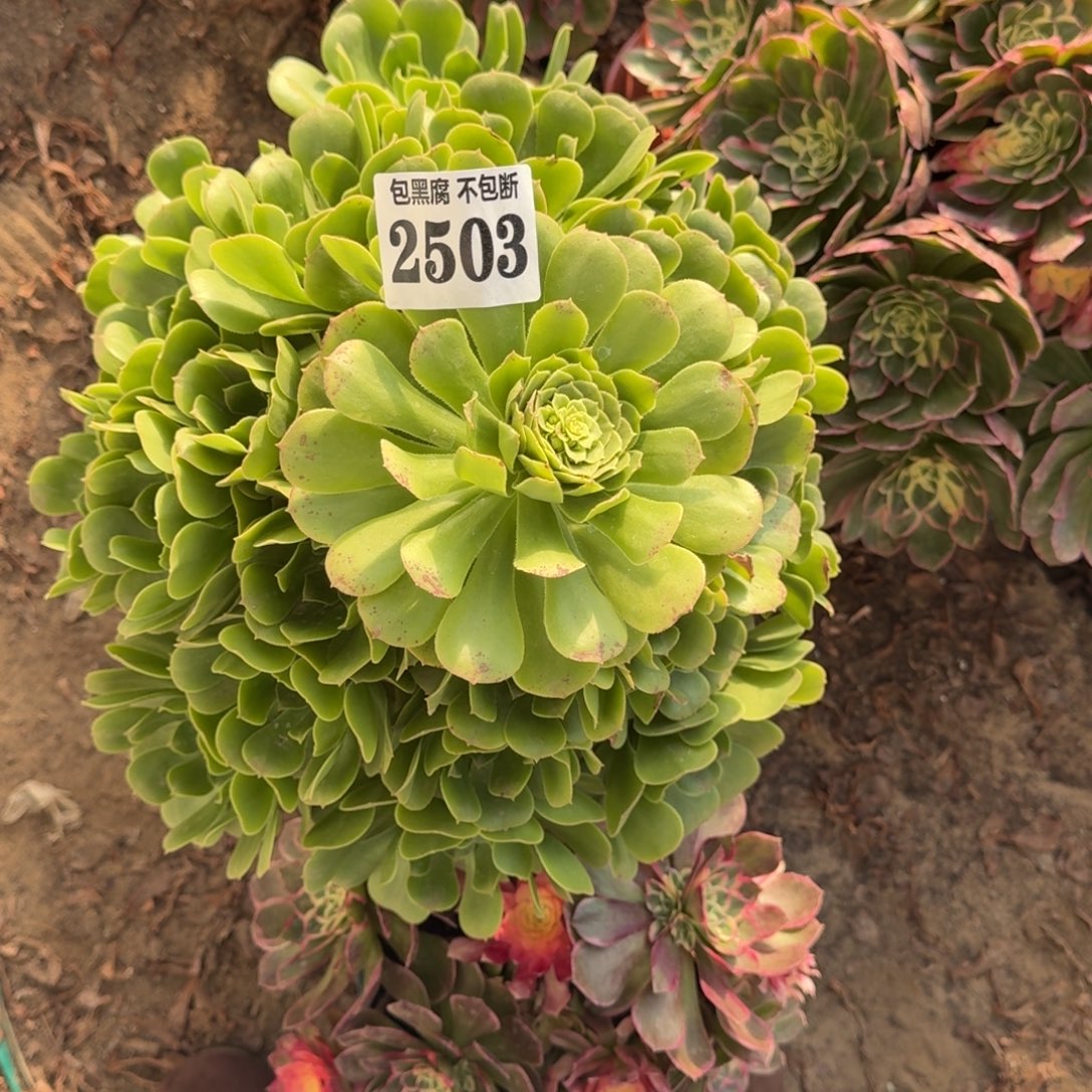 法师绿羊绒嫁接木要开花18-15 2503