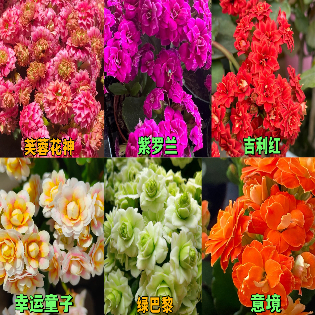 长寿小苗6颗6品种