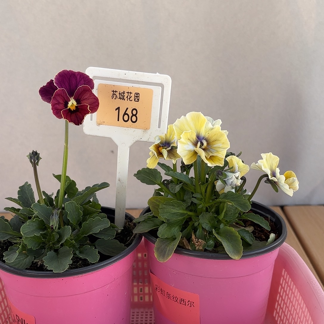 大部分开放少量花苞168