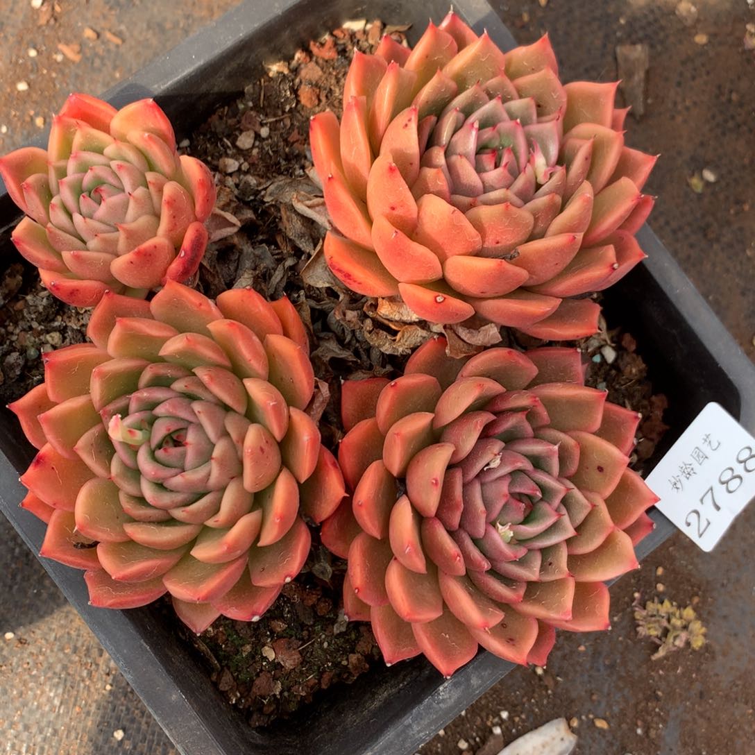 2788杂交精品基地15厘米