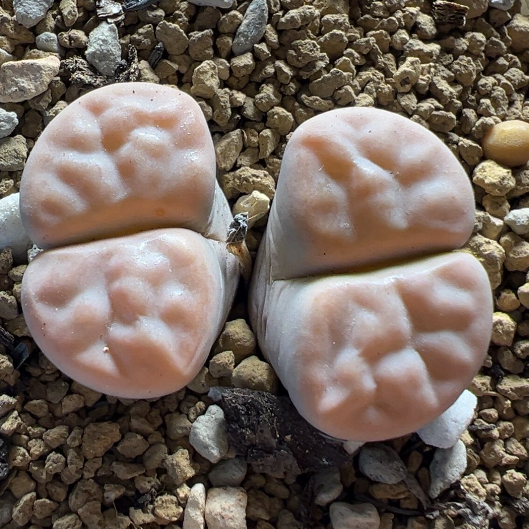 309多肉植物百科植物