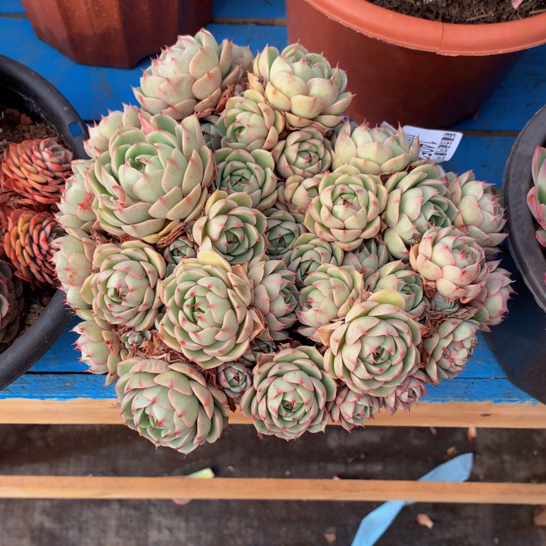 知**?    笨巴14059