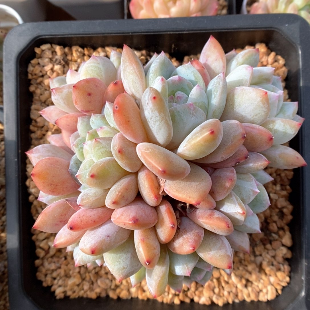 星影群生可拍。       