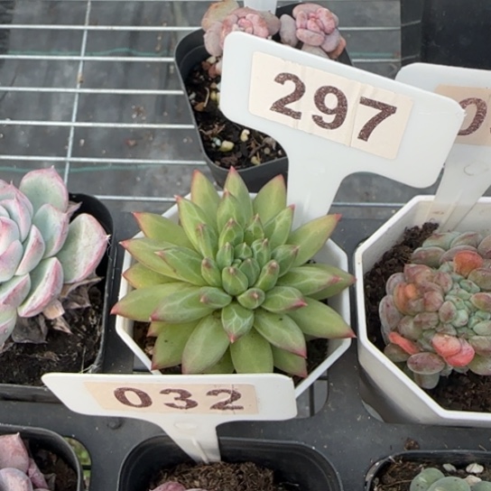 297甲骨文多肉植物多