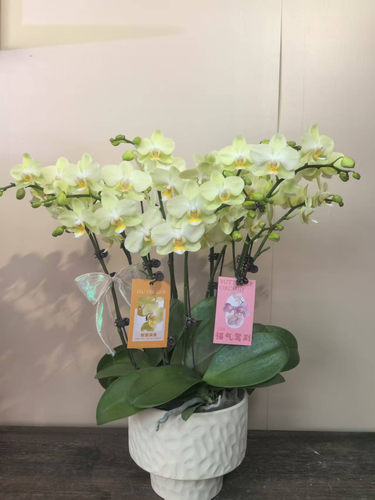 幽梦  奶酪甜心 蝴蝶兰 欧品绿色系花瓣 客厅卧室美观带花带花苞