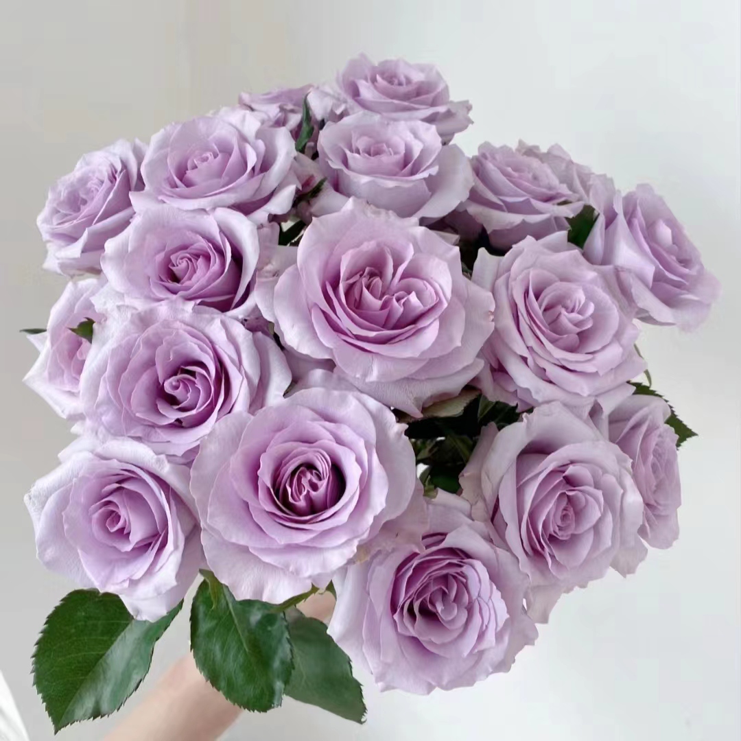 10枝海洋之歌单头玫瑰（小花苞开放度大）【两单顺丰冷链或京东】