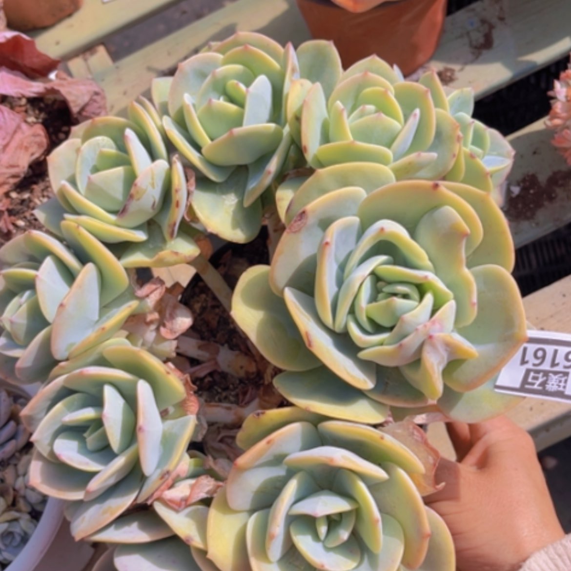 【闪购商品】抹茶带石化06161