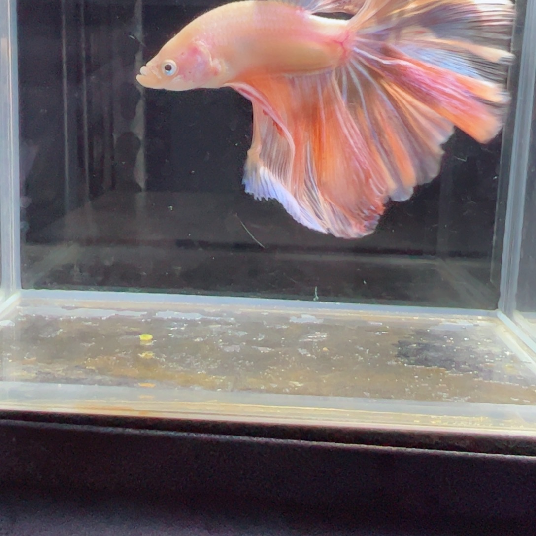 斗鱼浅色特殊尾hhhh