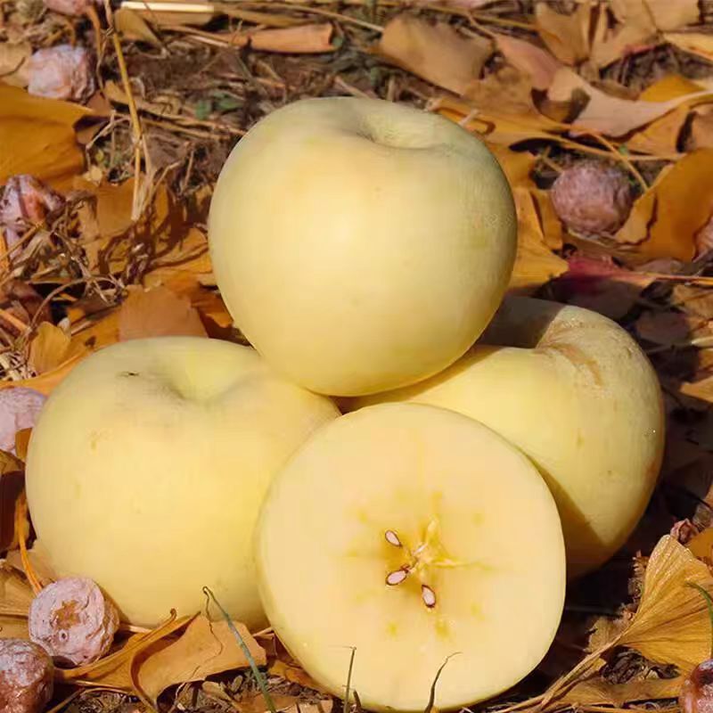 脆甜黄苹果陕西洛川黄元帅苹果黄金苹果脆甜多汁雀斑苹果