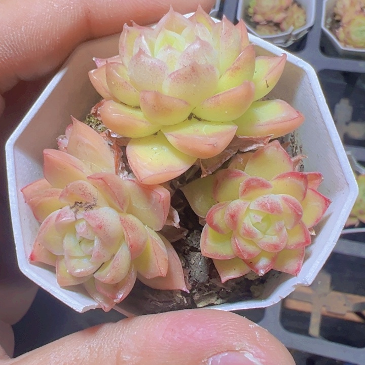 女王麦秆群精品多肉