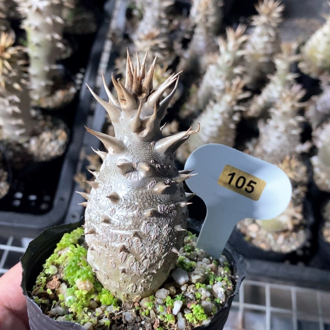 温莎瓶干多肉植物