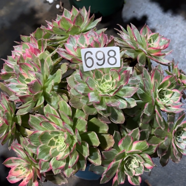 000000000000698万花筒