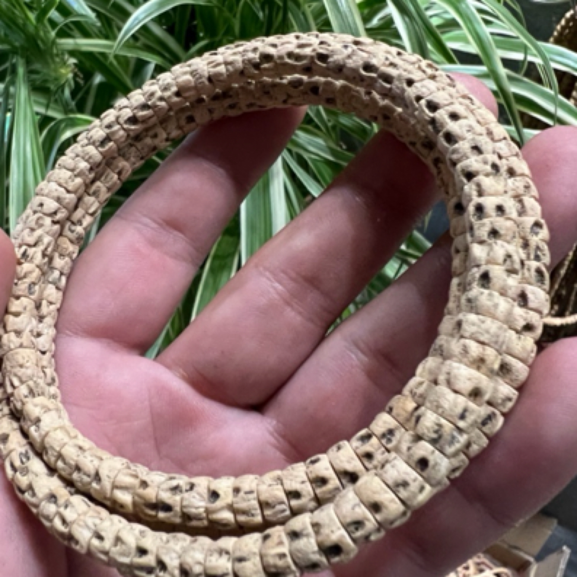 热振柏香籽精工鬼坑药片药尊