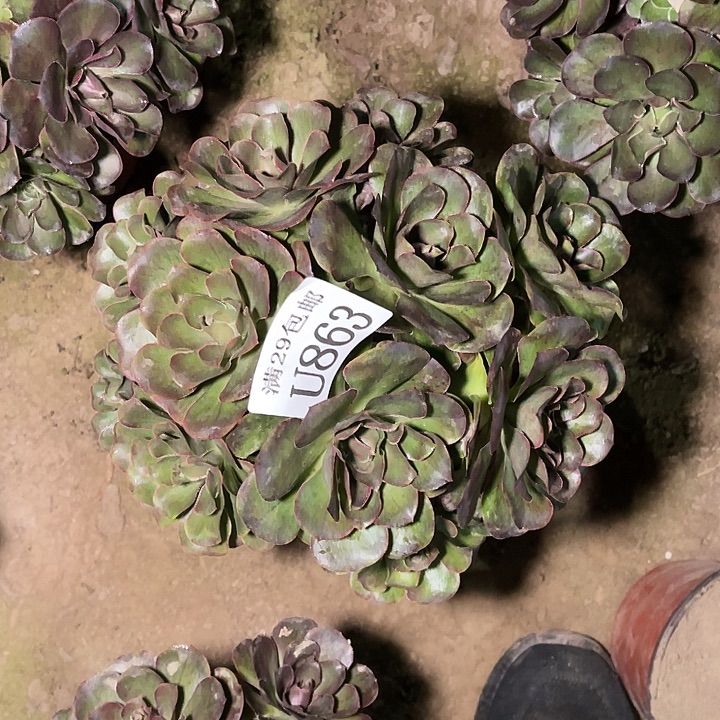 863魅金玫瑰    多肉植物     