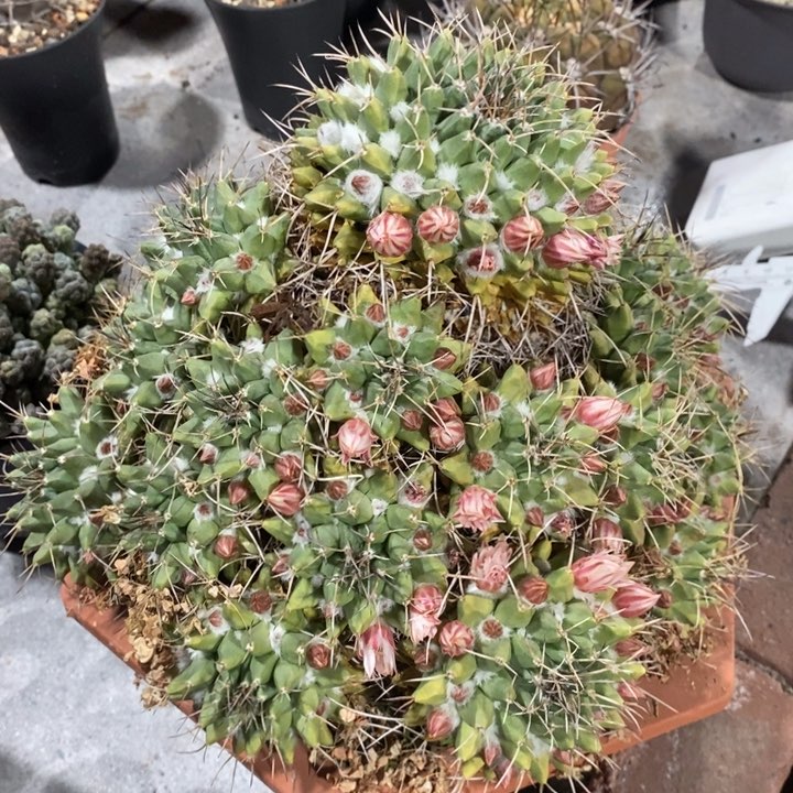 【闪购商品】老白龙丸