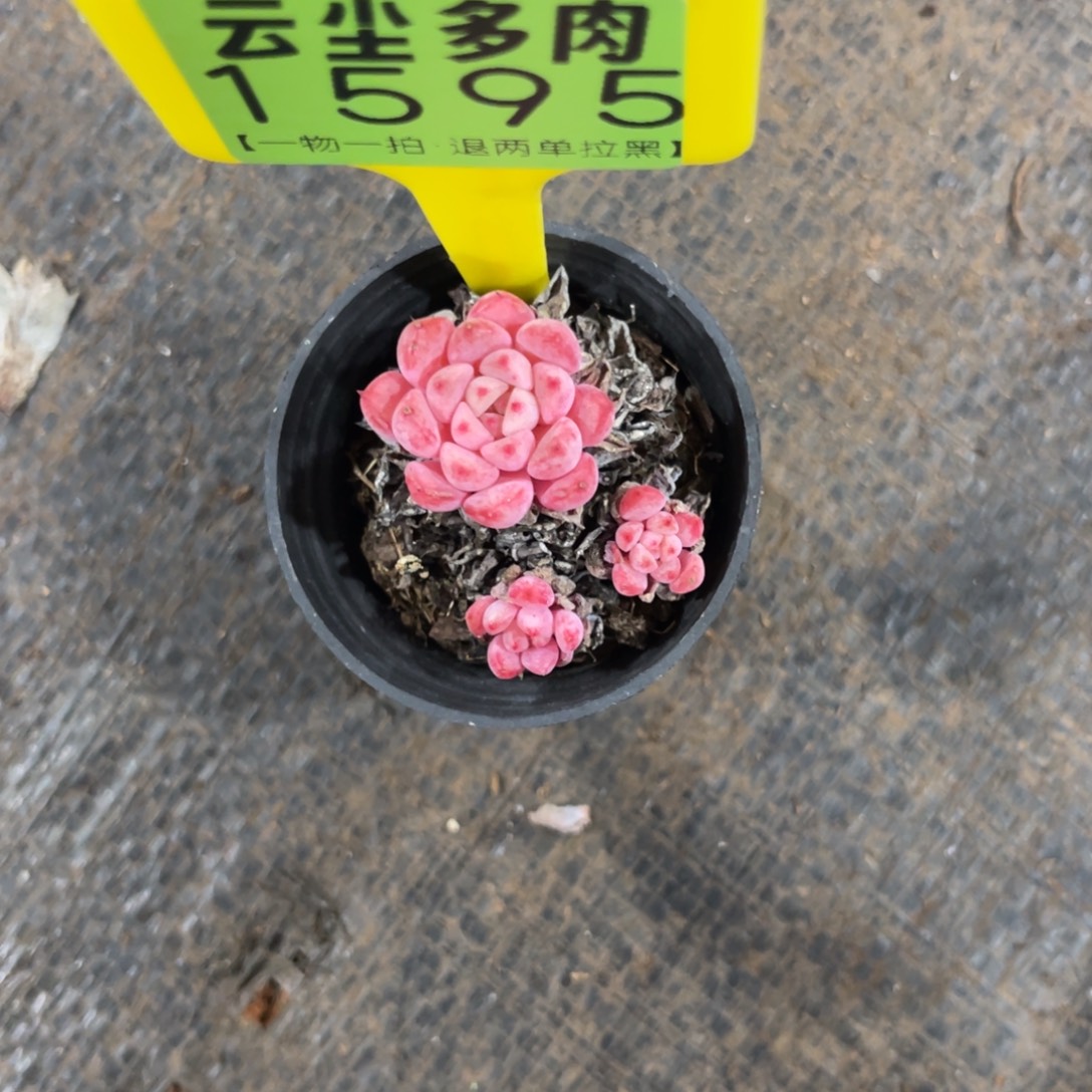 找***鱼云尘多肉一物一拍1595