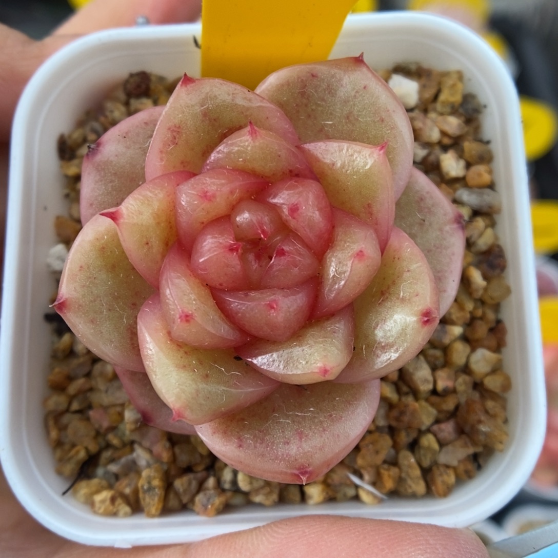 玉芷珍妮可拍436号。  