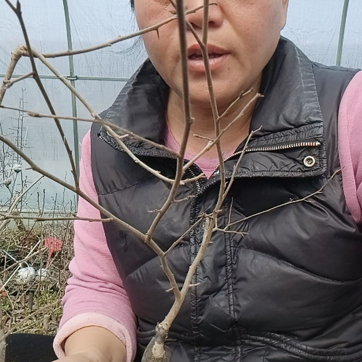 用***3无花朵4565565555555