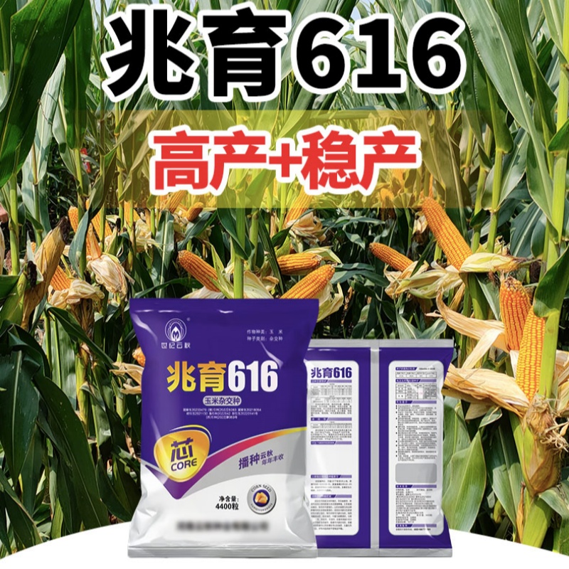 【十包】国审玉米种子矮杆抗倒伏高产稳产兆育616厂家直发懒汉种植