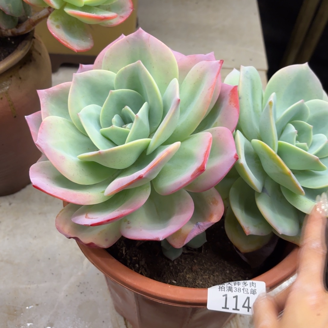 芒***果黑大帅多肉114百凤