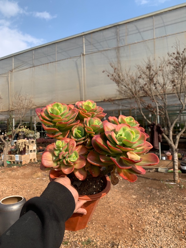 红梅精品多肉植物