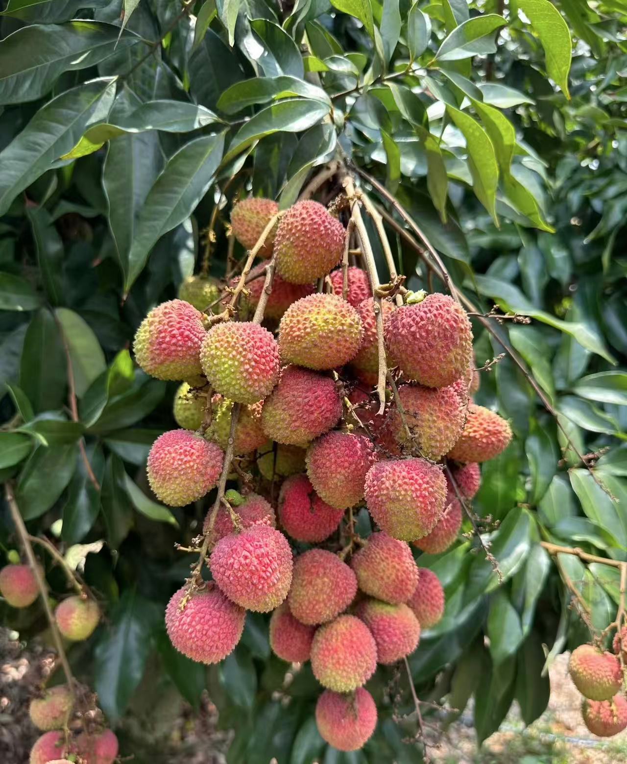 【京东次日达】妃子笑荔枝9甜1酸广东省内包邮