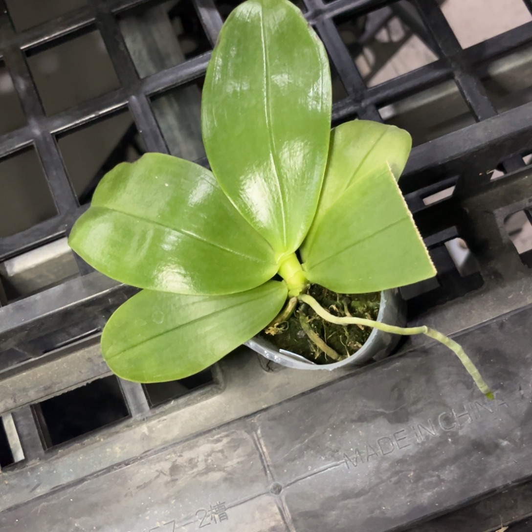 完全开放蝴蝶兰蓝贝叶损