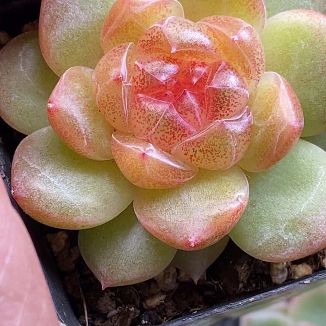 天官赐福百无禁忌